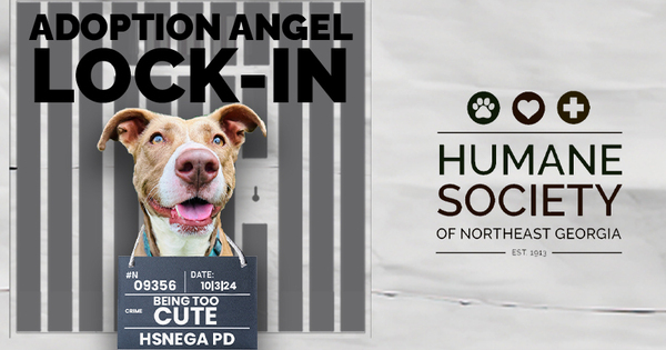 Adoption Angel Lock In